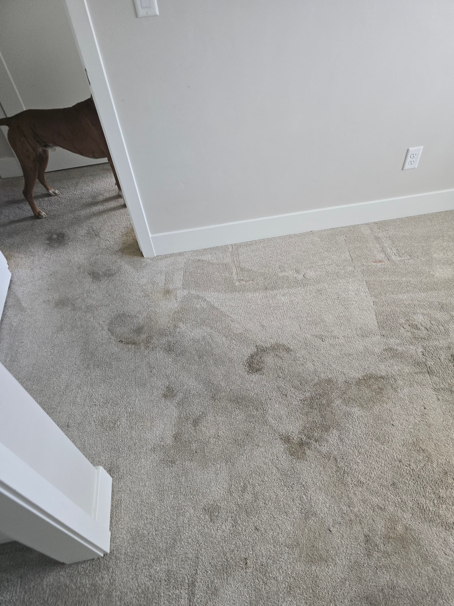 Carpet Torn Out and Replaced with Stainmaster Vinyl Plank in Bend Oregon