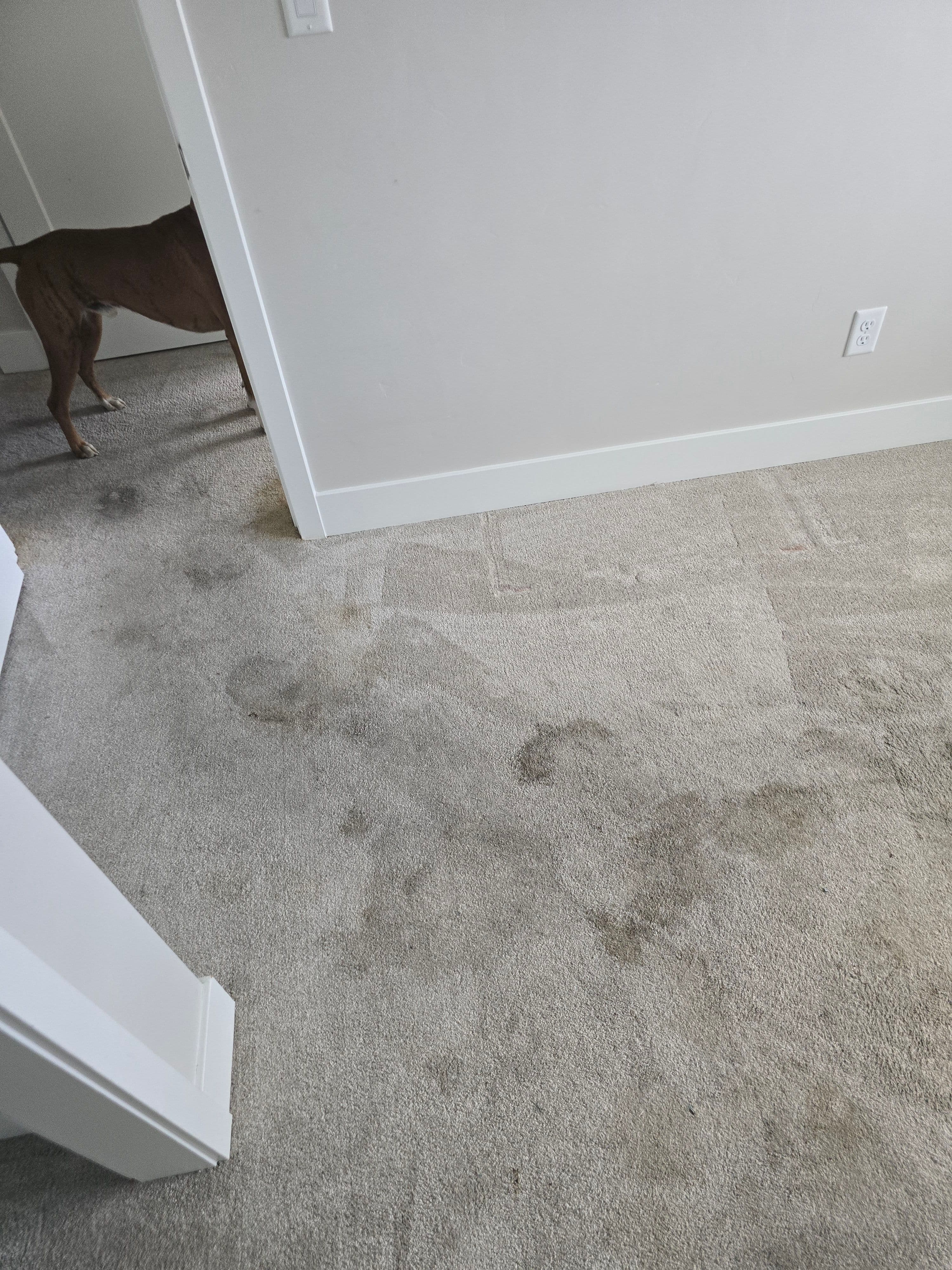 Project Carpet Torn Out and Replaced with Stainmaster Vinyl Plank in Bend Oregon image